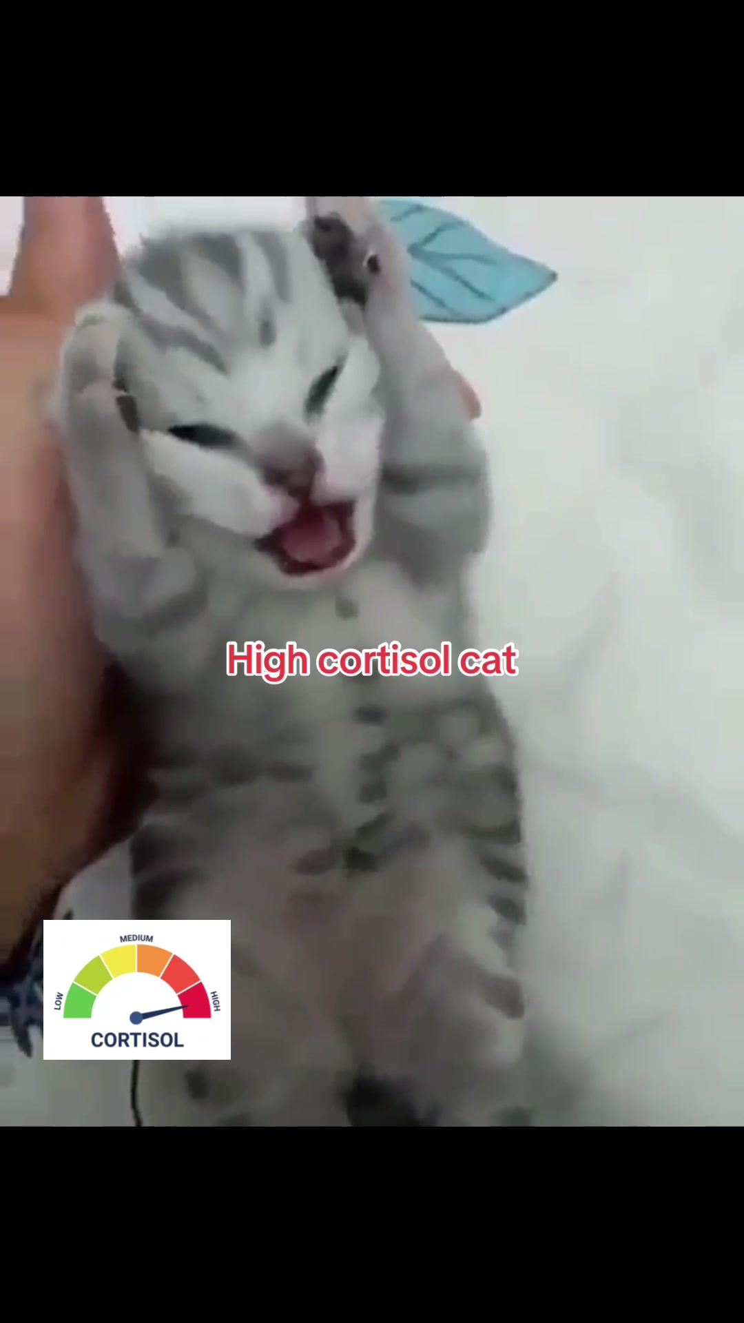 @TikTok.Maksiu