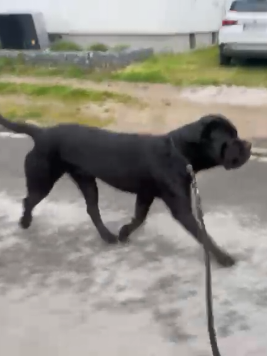 @canecorsodortmund