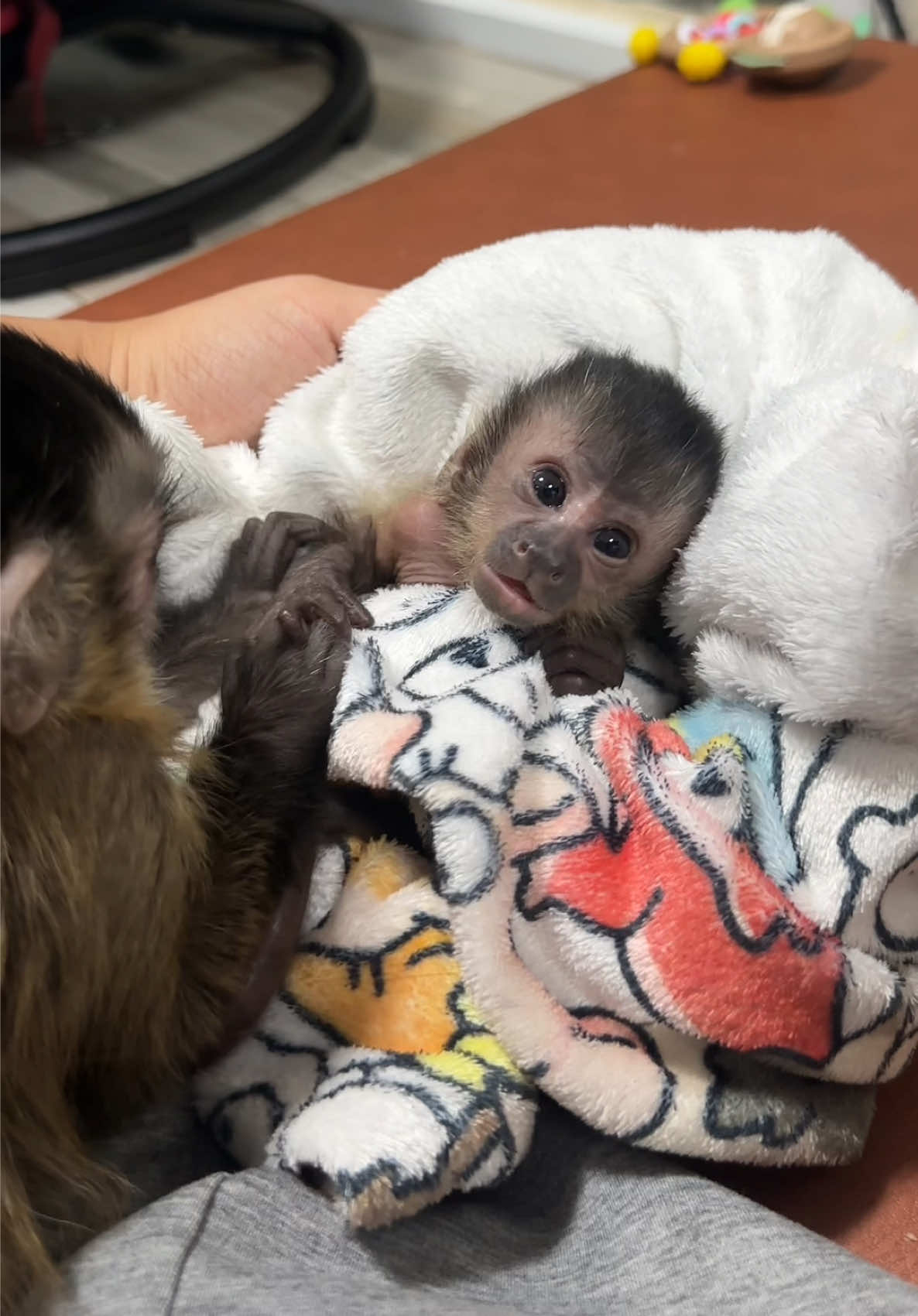 @Gutjang Capuchin