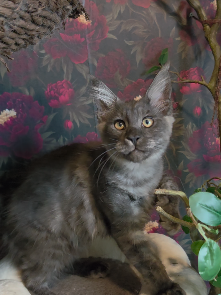 @Peaky Claws Cattery