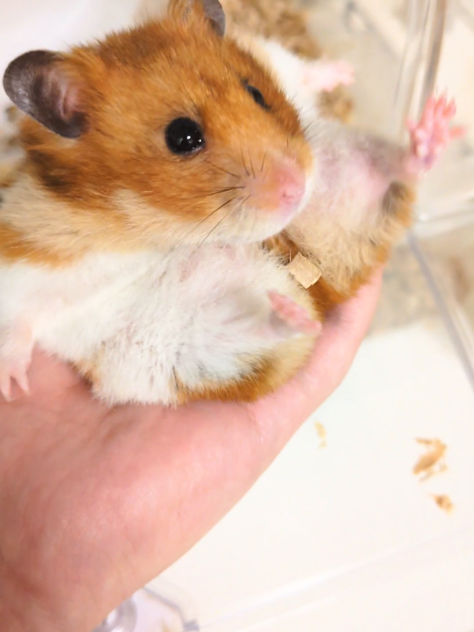 @たぴと仲間たち