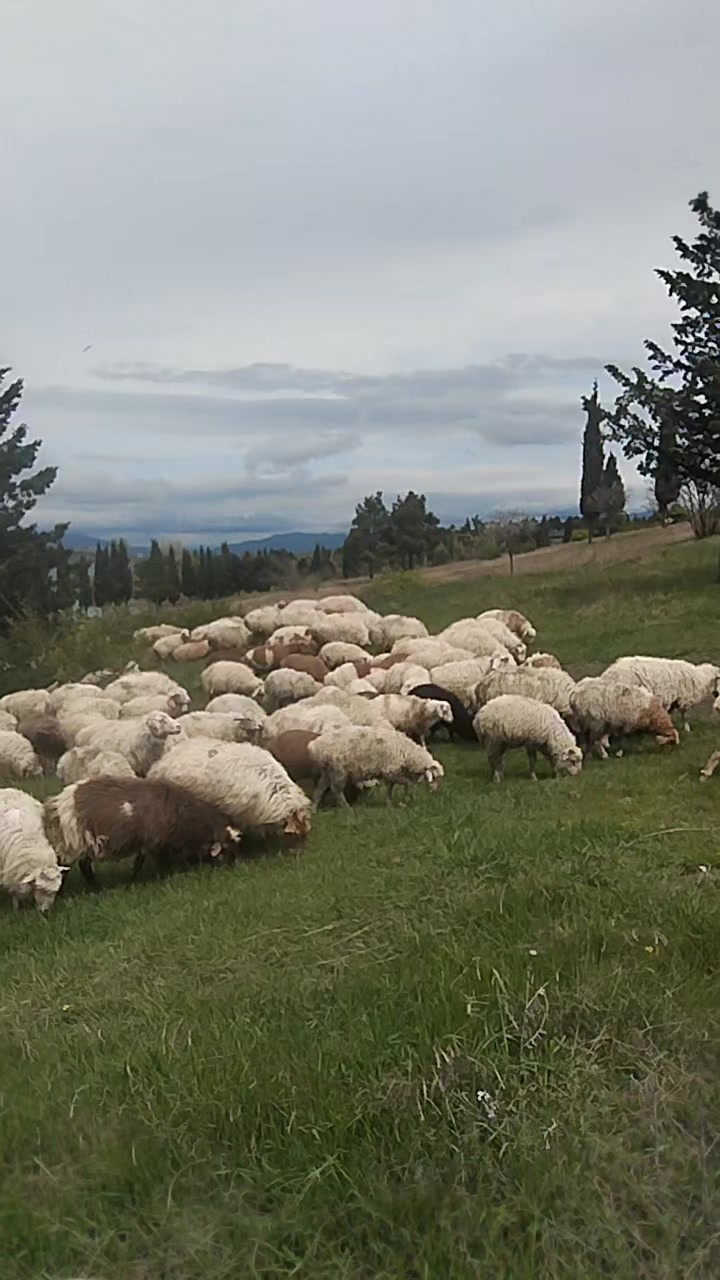 @sen senol mene ilişme