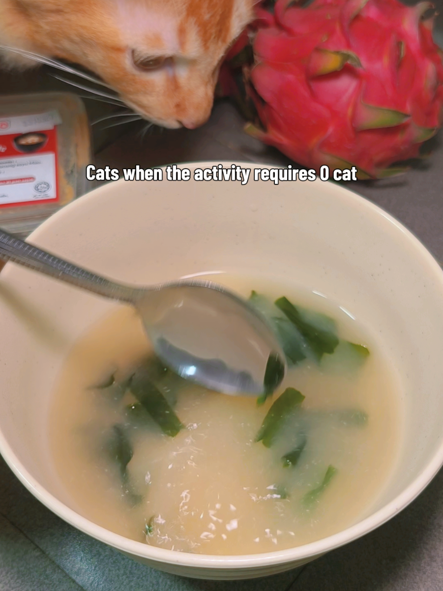 @Walin Fat Cat