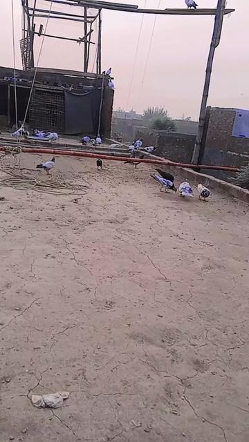 @ارائیں  مرید کے والا 💯🦅🏍
