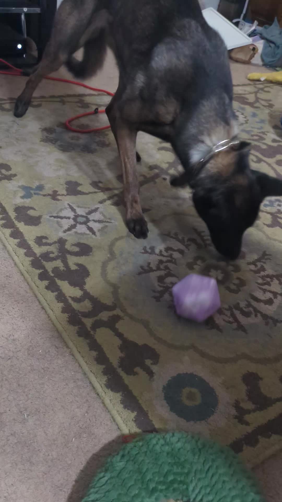 @Muttstrutt