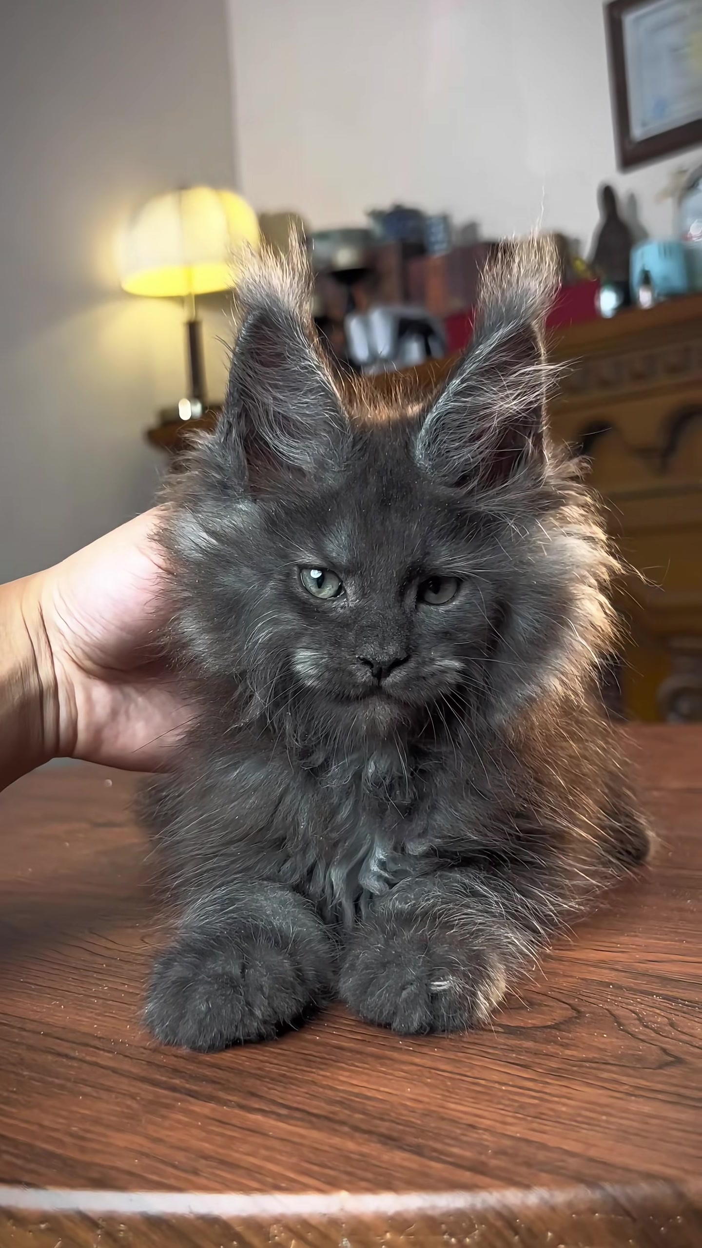 @Majestic Maine Coons 🐾