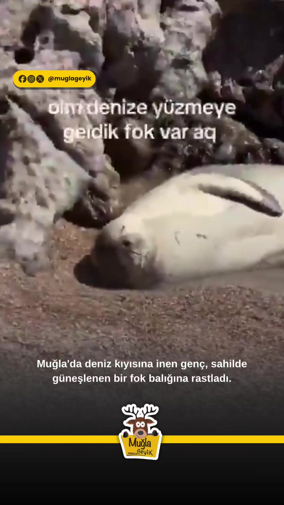 @Muğla Geyik