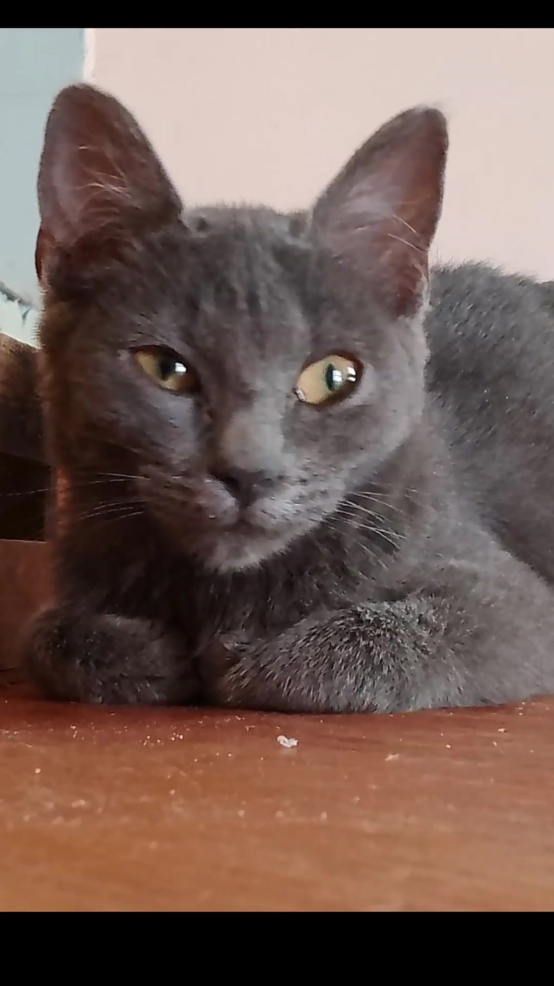 @Kitty tikitita