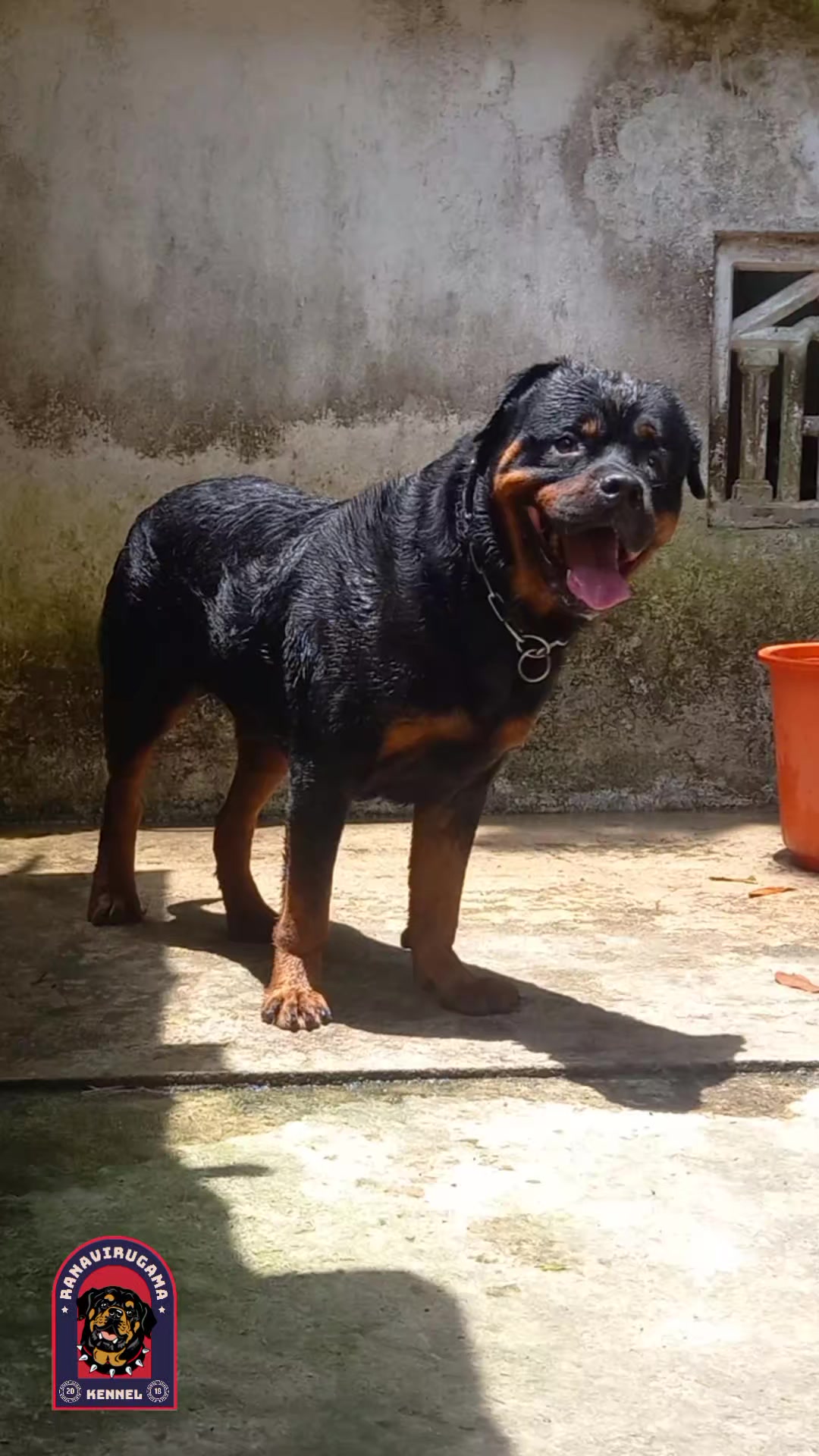@Ranavirugama Kennel