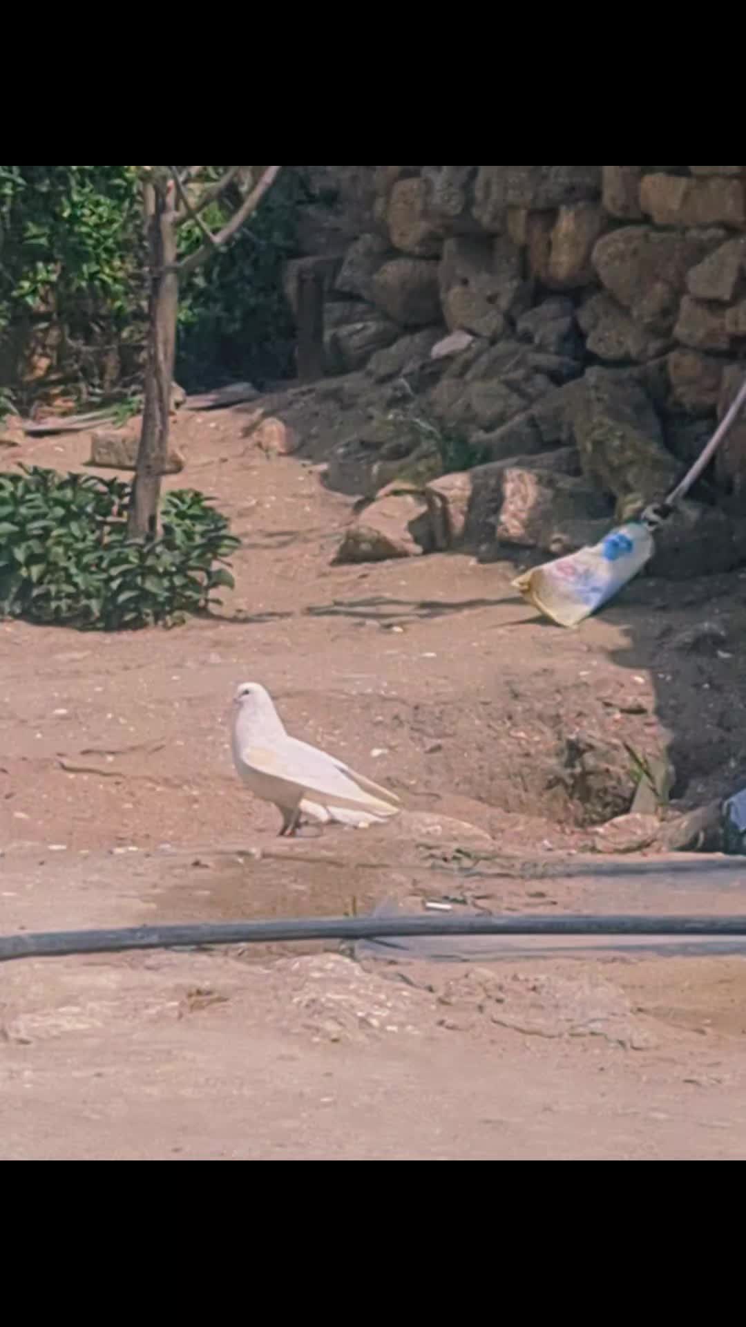 @QARA_(010)
