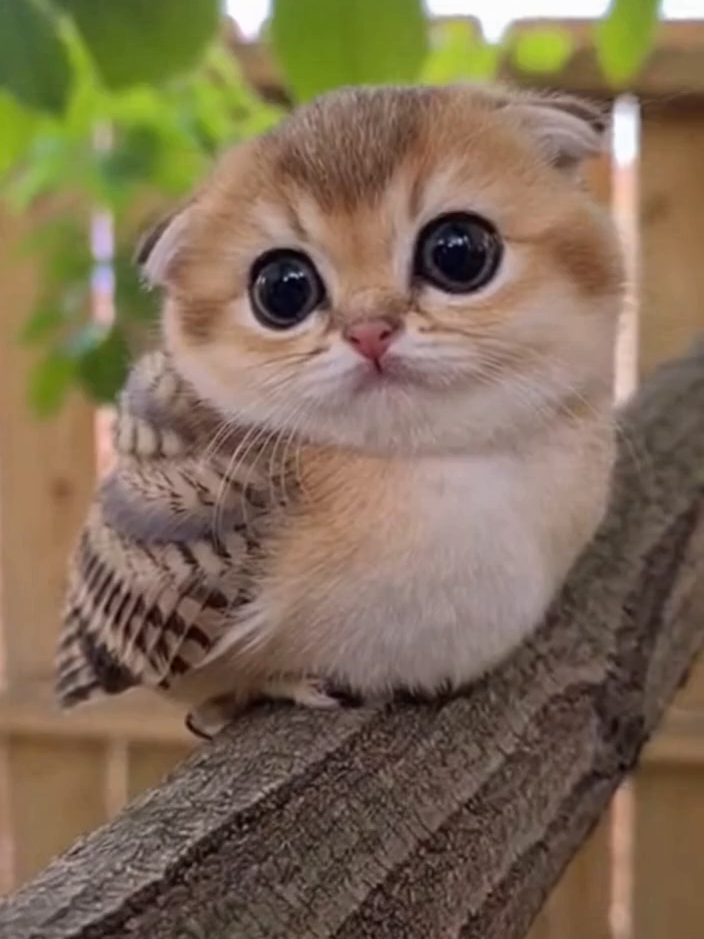 @meowlove
