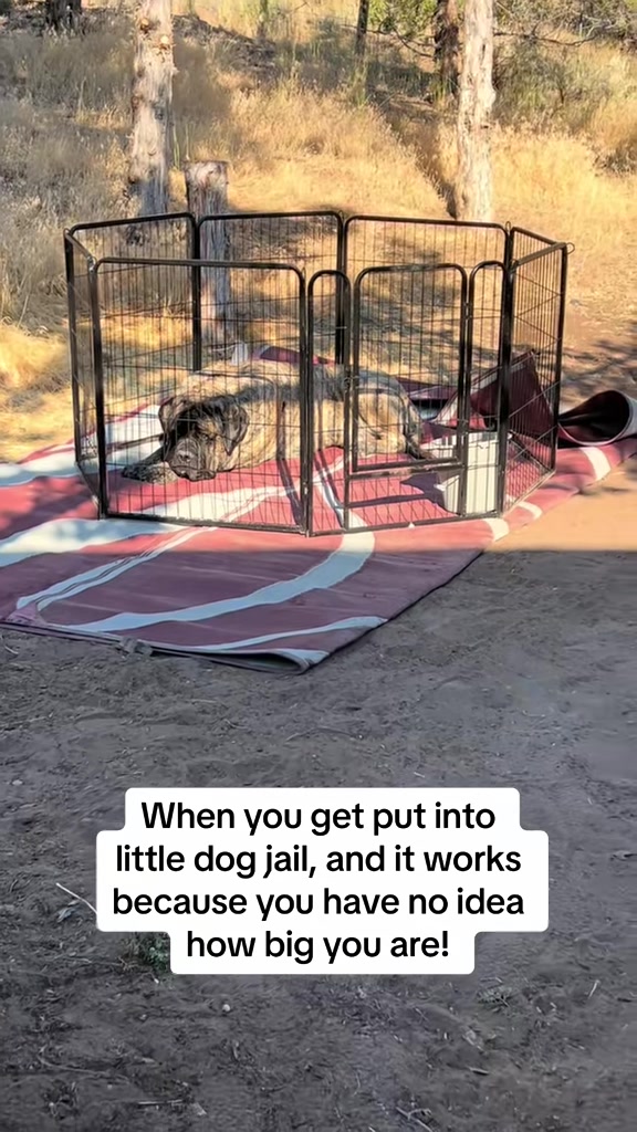 @BrindleBearTheMastiff