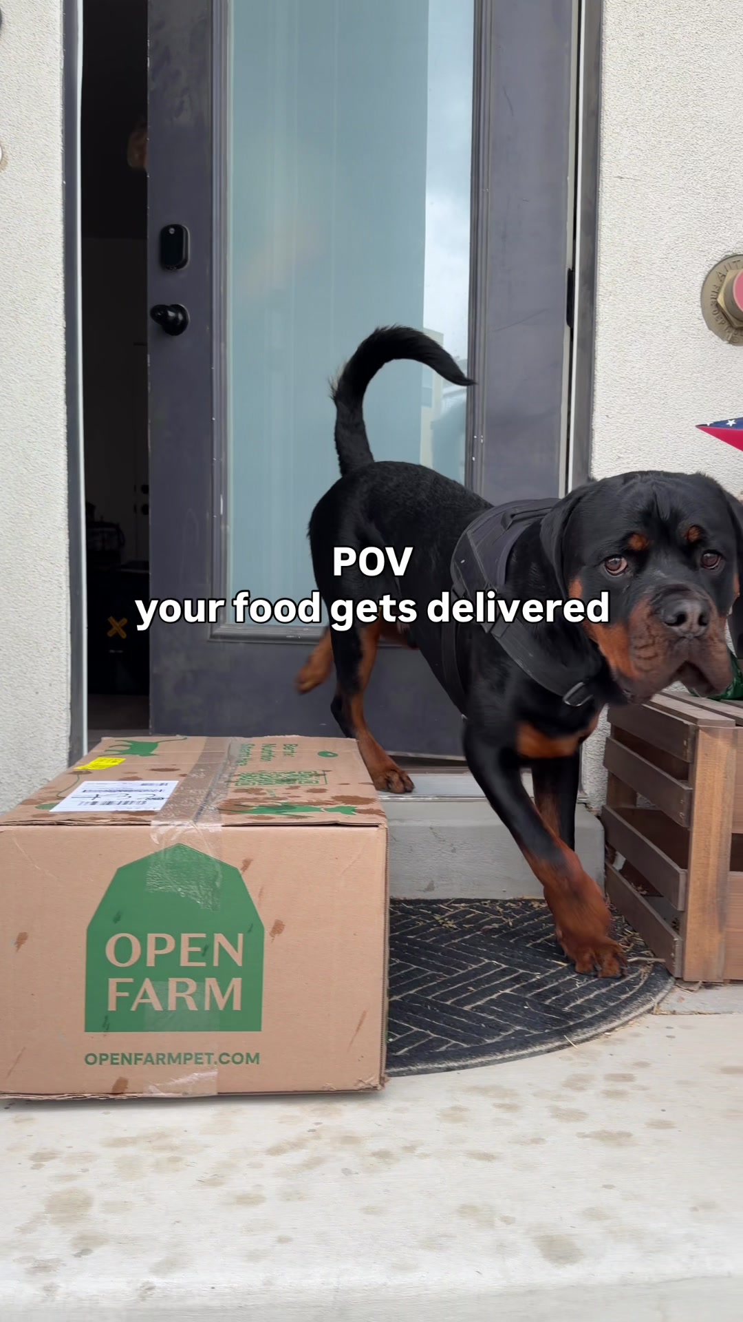 @Rex the Rottweiler