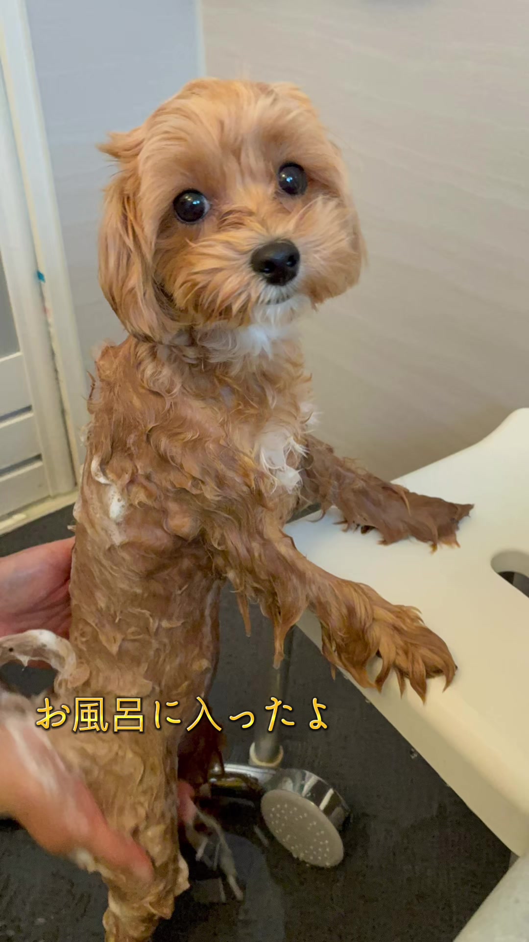 @ぱん