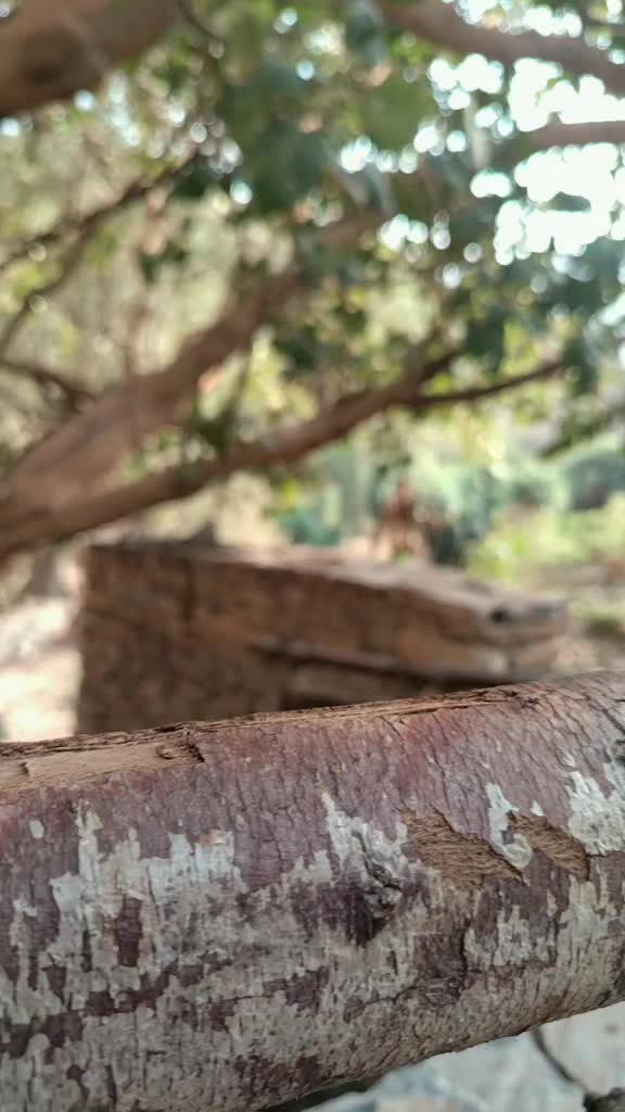 @أجمل شاه | الحياة في الباحة