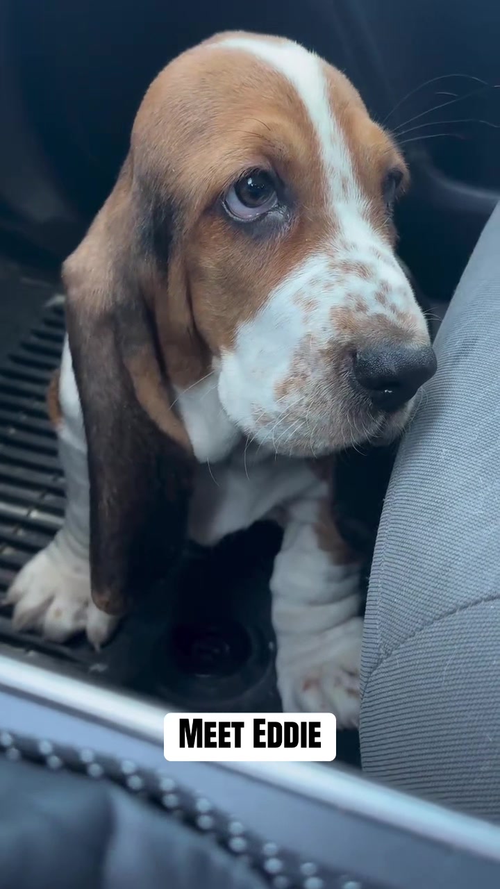 @Basset Hound Pups For Adoption