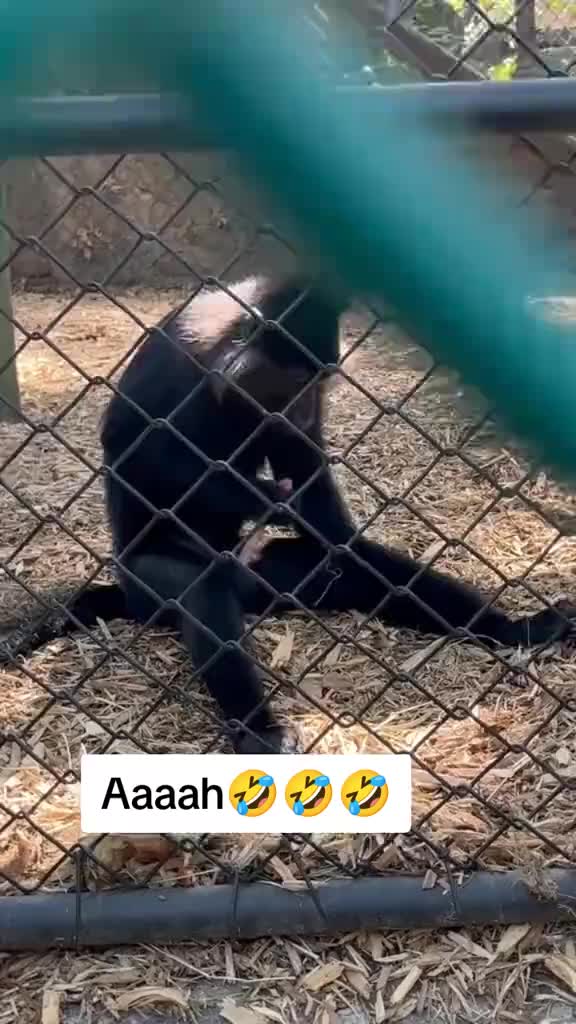 @carzzy fucker