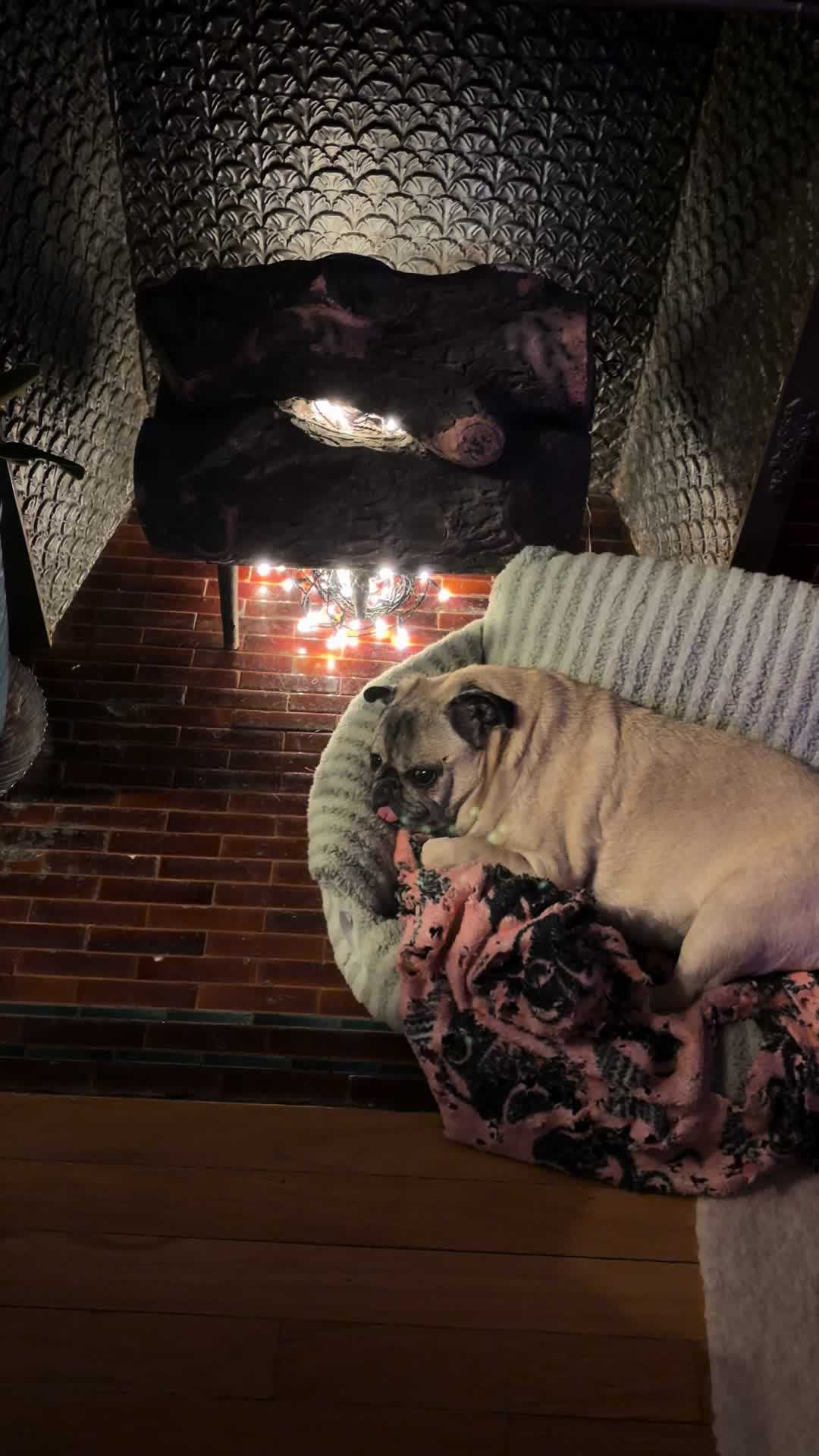 @DaisyGurl&Friends