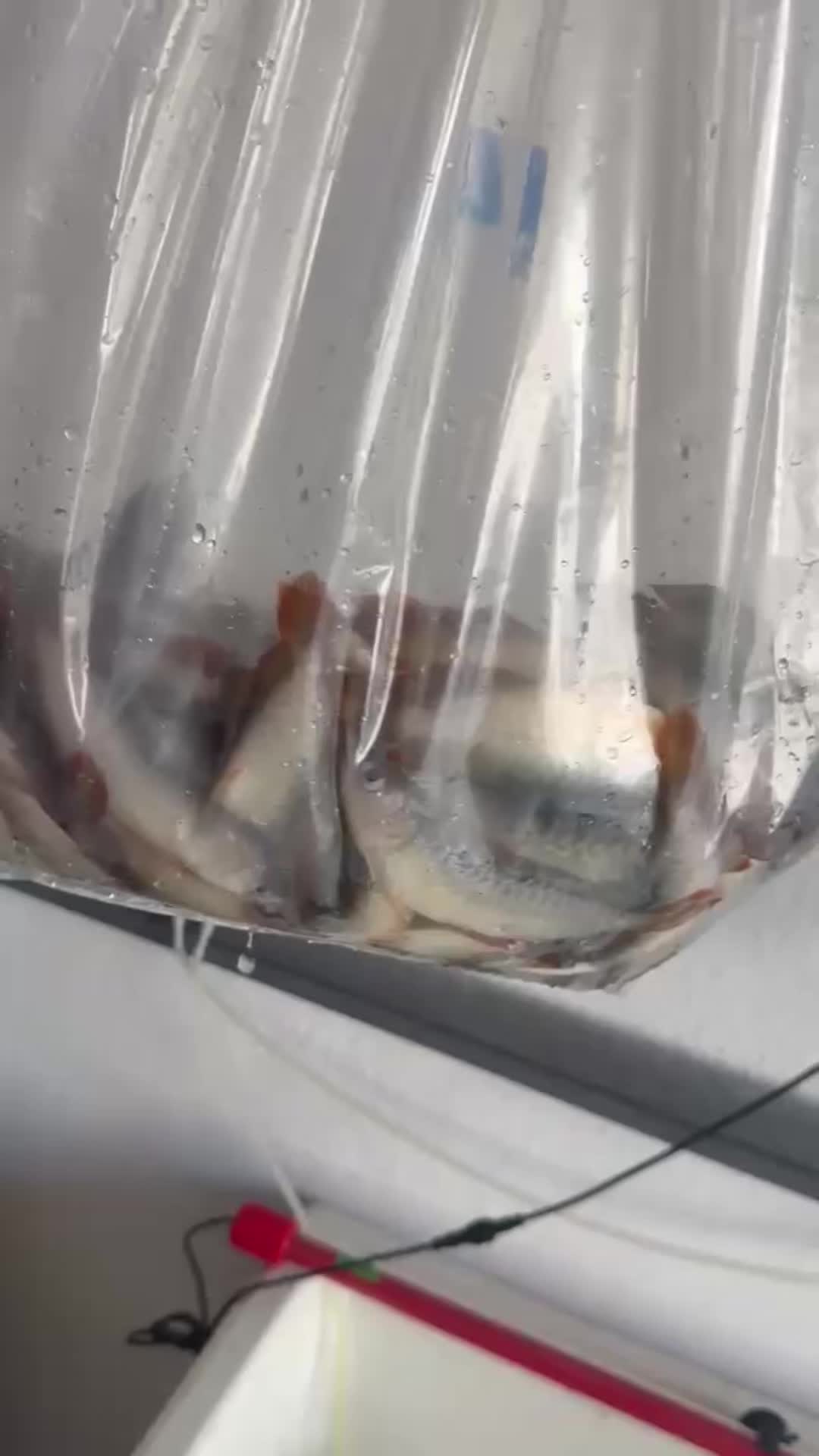 @MK AROWANA SPECIALIST