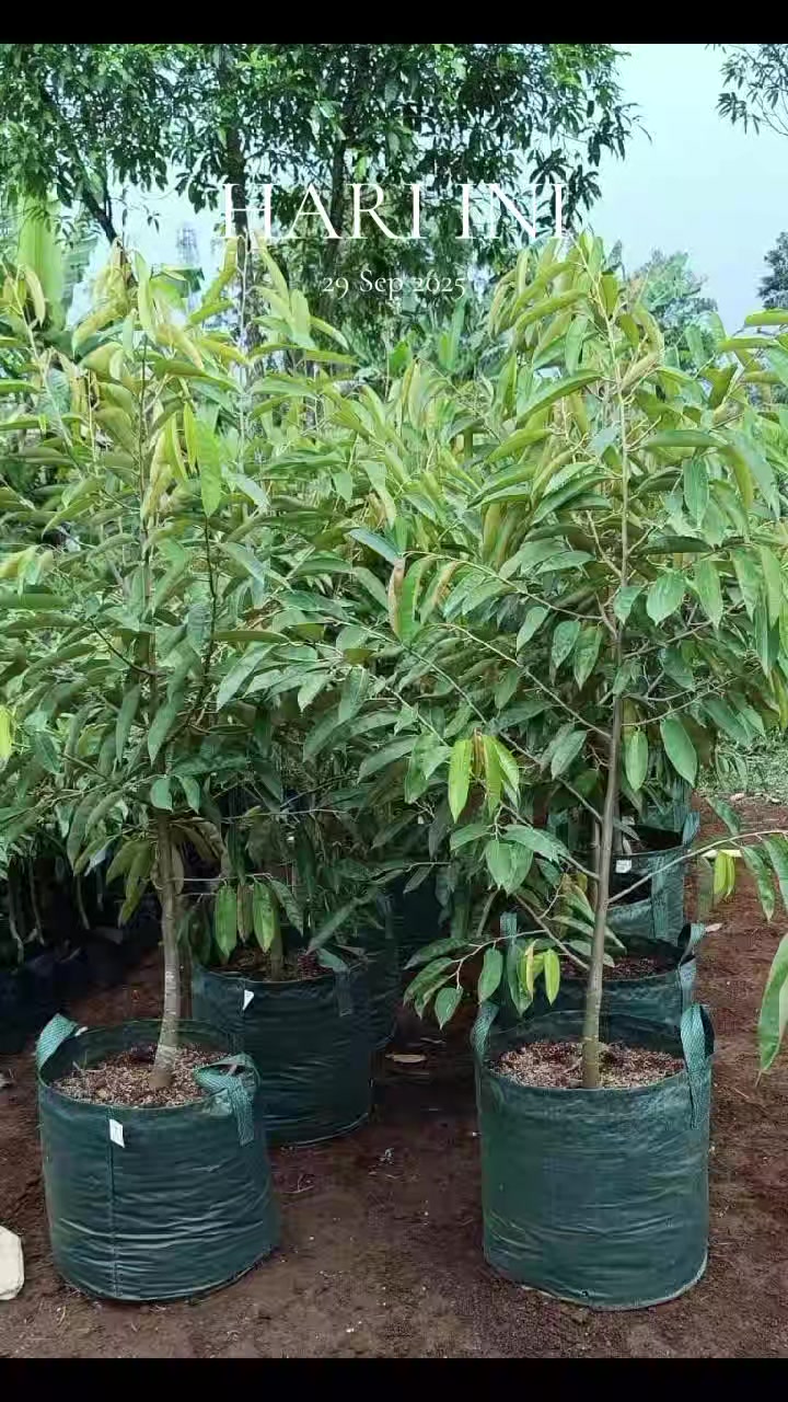 @D.kingfarm