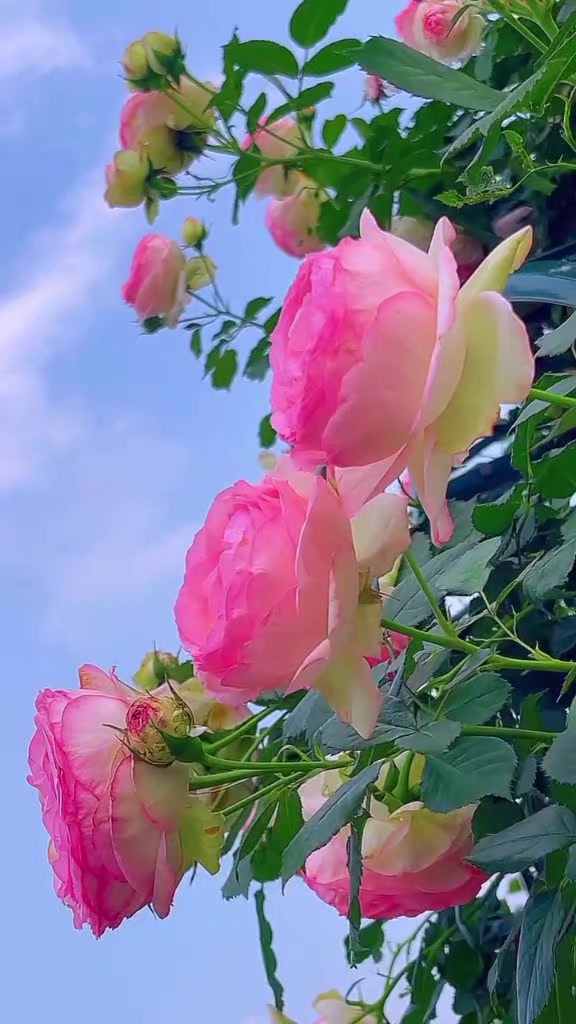 @╾━بلوچ عرباب 🥀🥀 قیصرانی