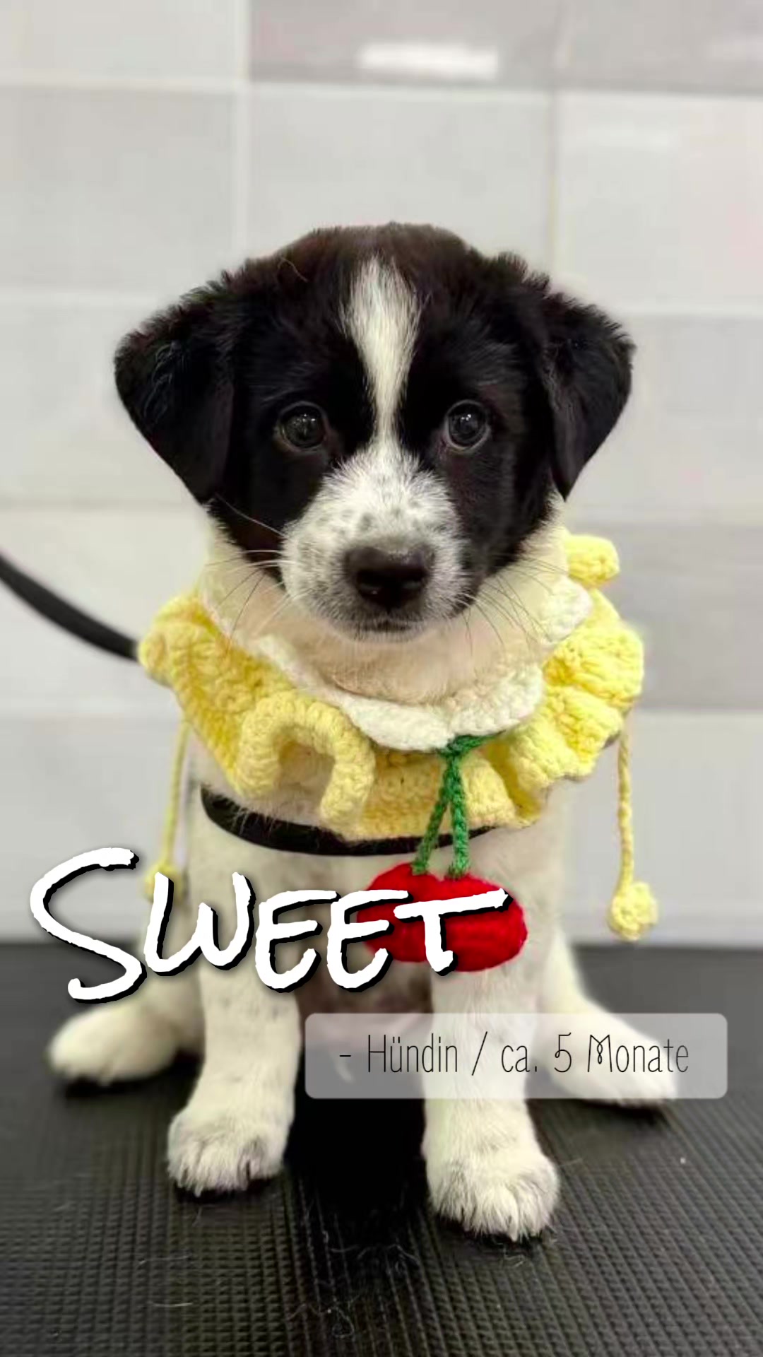 @Bao_En_Temple_animalrescue