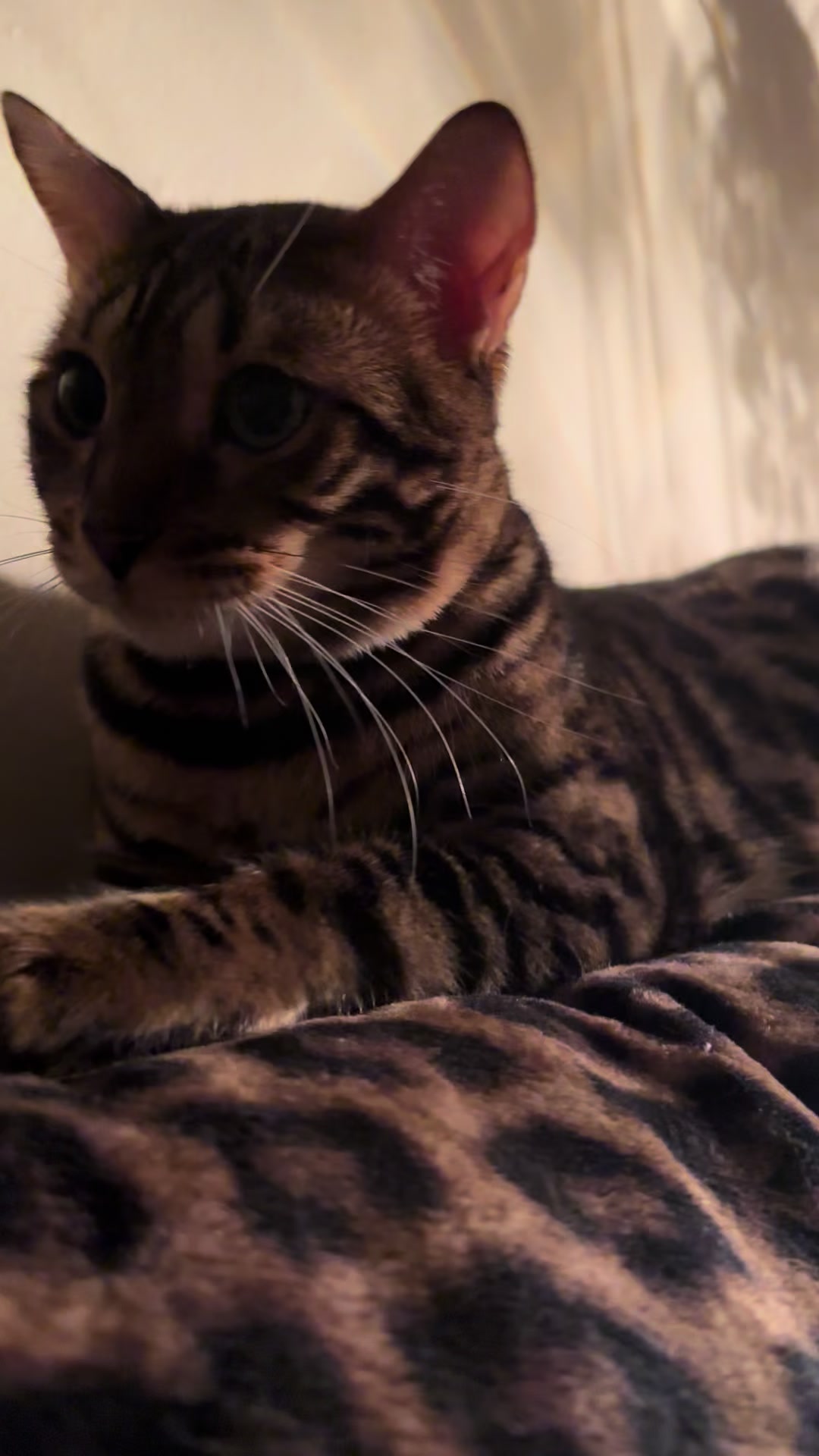 @Tiny Leopard Cats