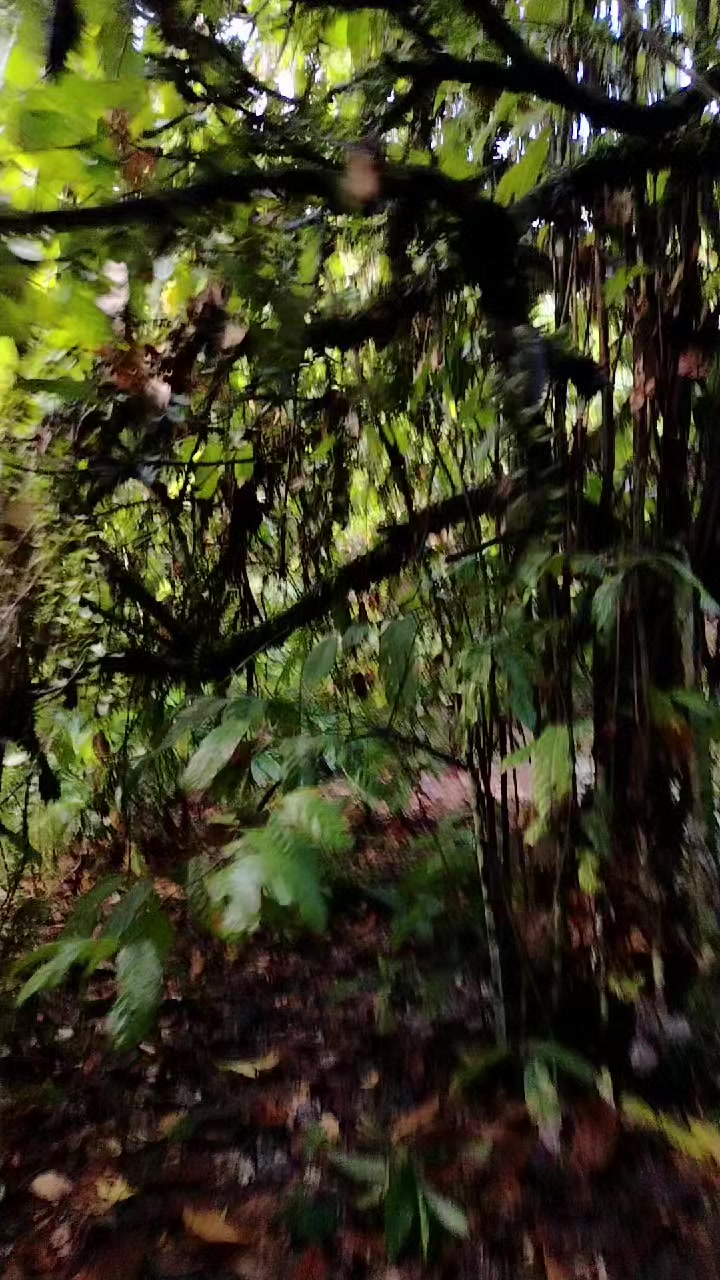@PONYROJAS