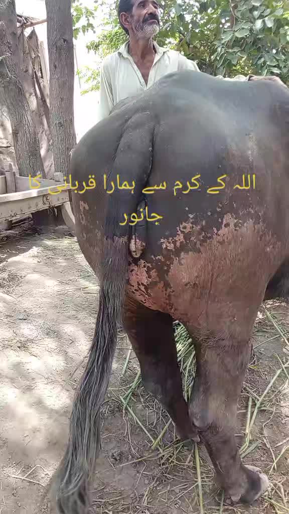 @Nazar Abbas