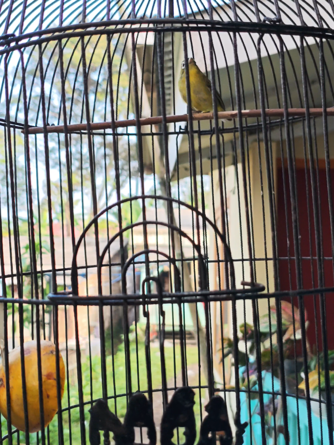 @NDX BIRD FARM