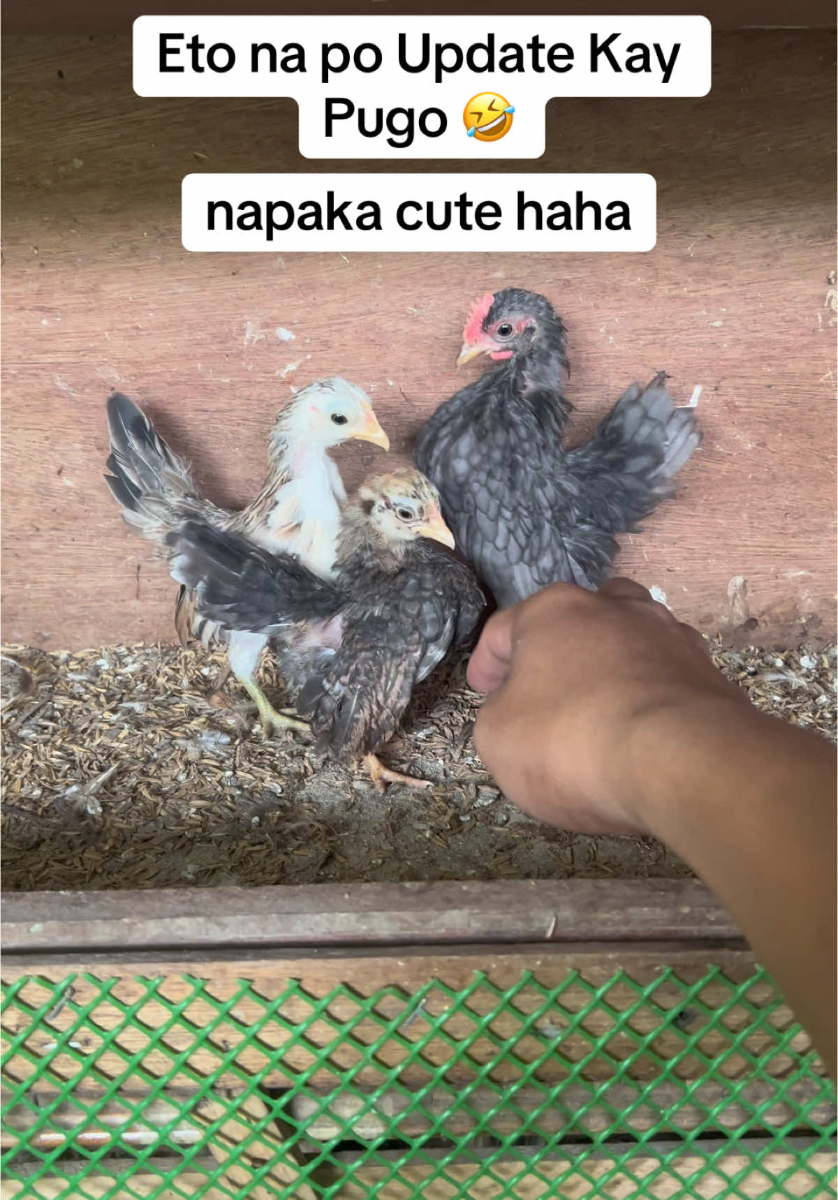 @kaserama_
