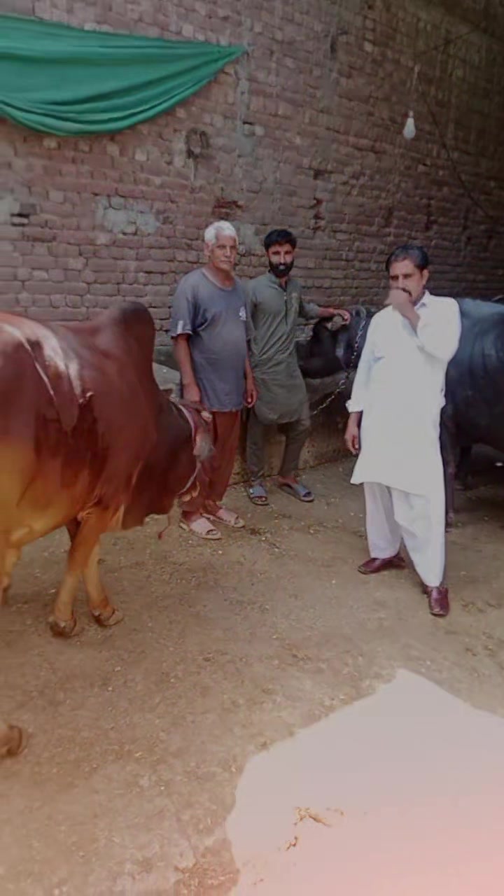 @Ch M Shahzad gujjar