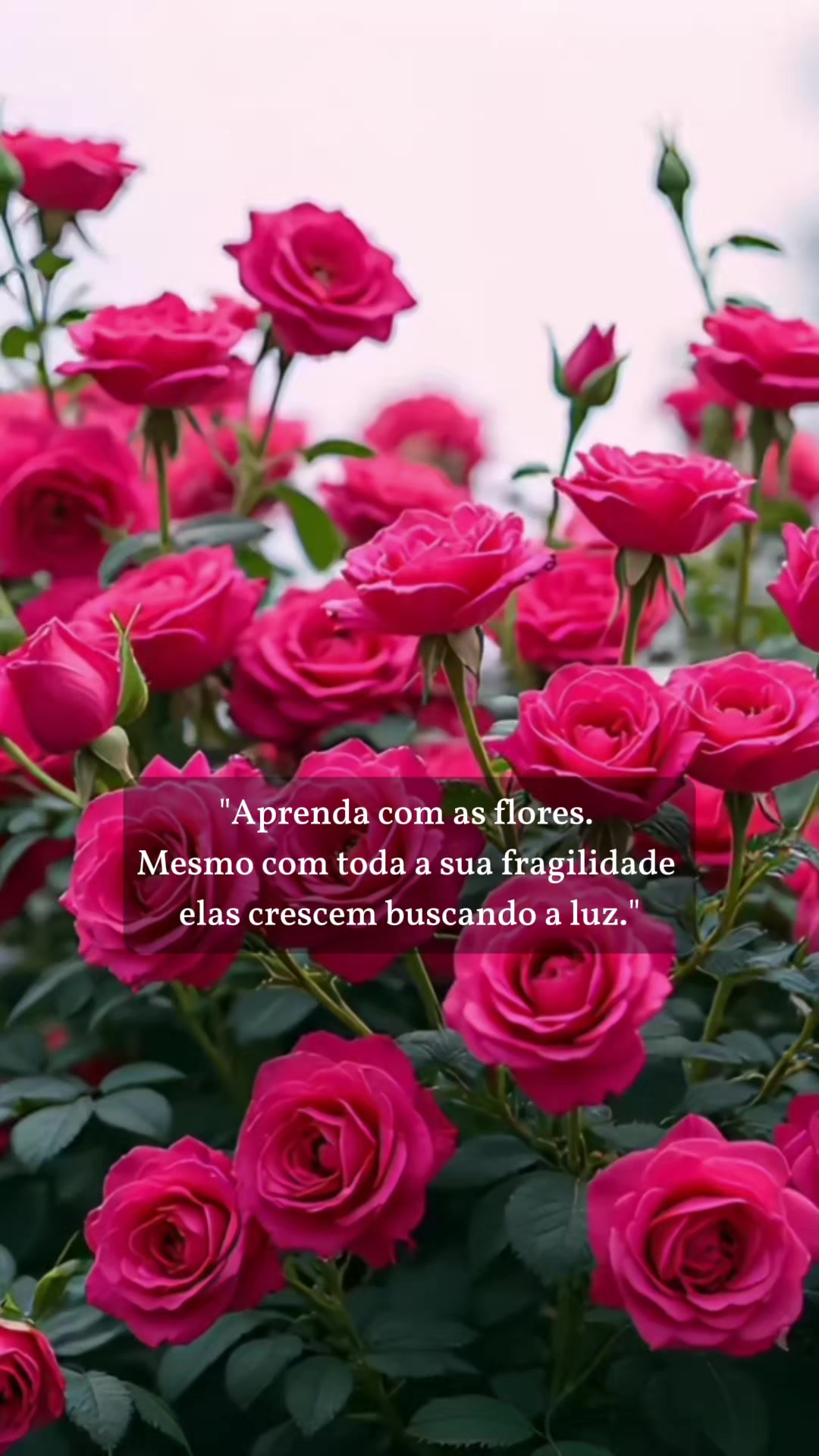 @Rose Alves