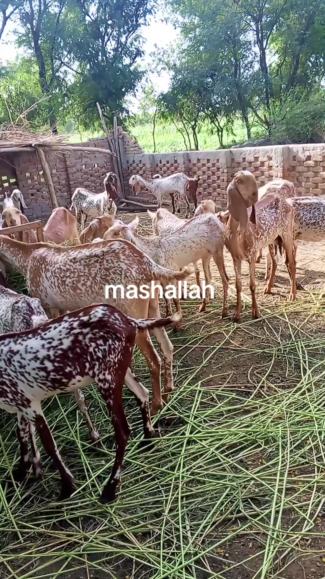 @AD shujrah 💕