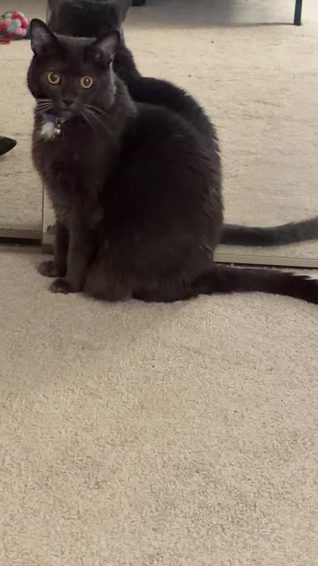 @zeldathecutecat
