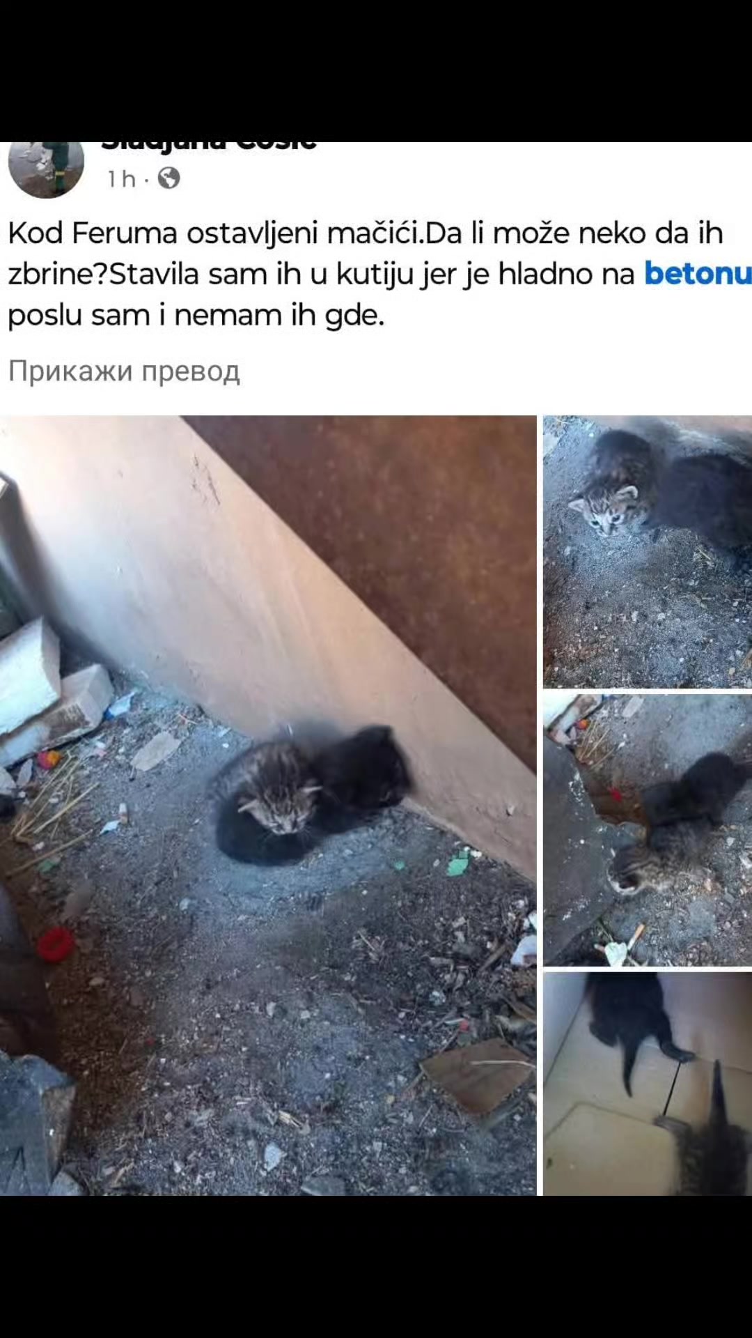 @cats&dogs)