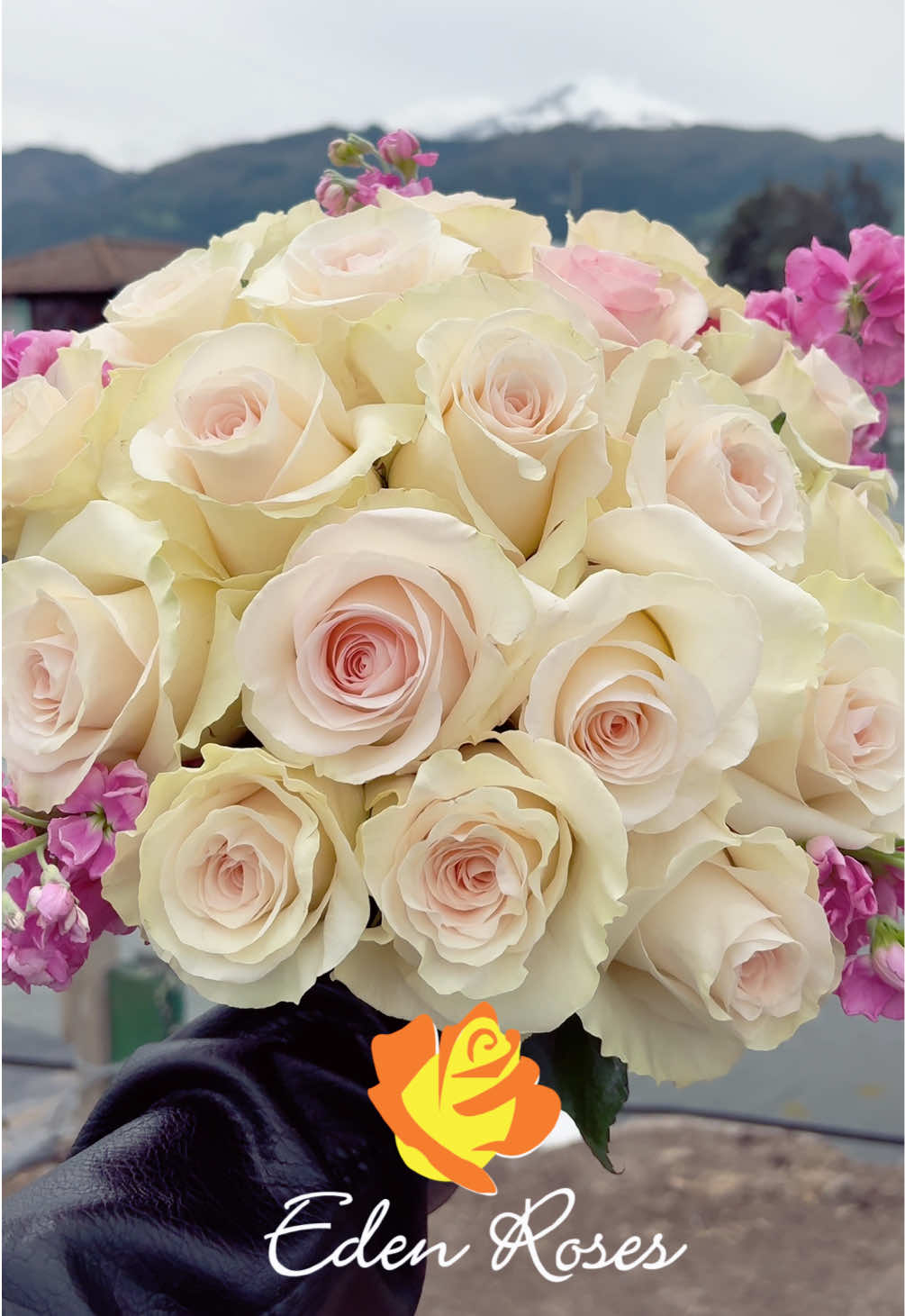 @Eden Roses