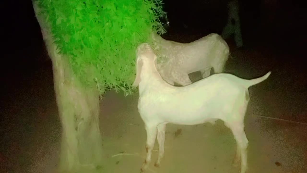 @Malik Rashid