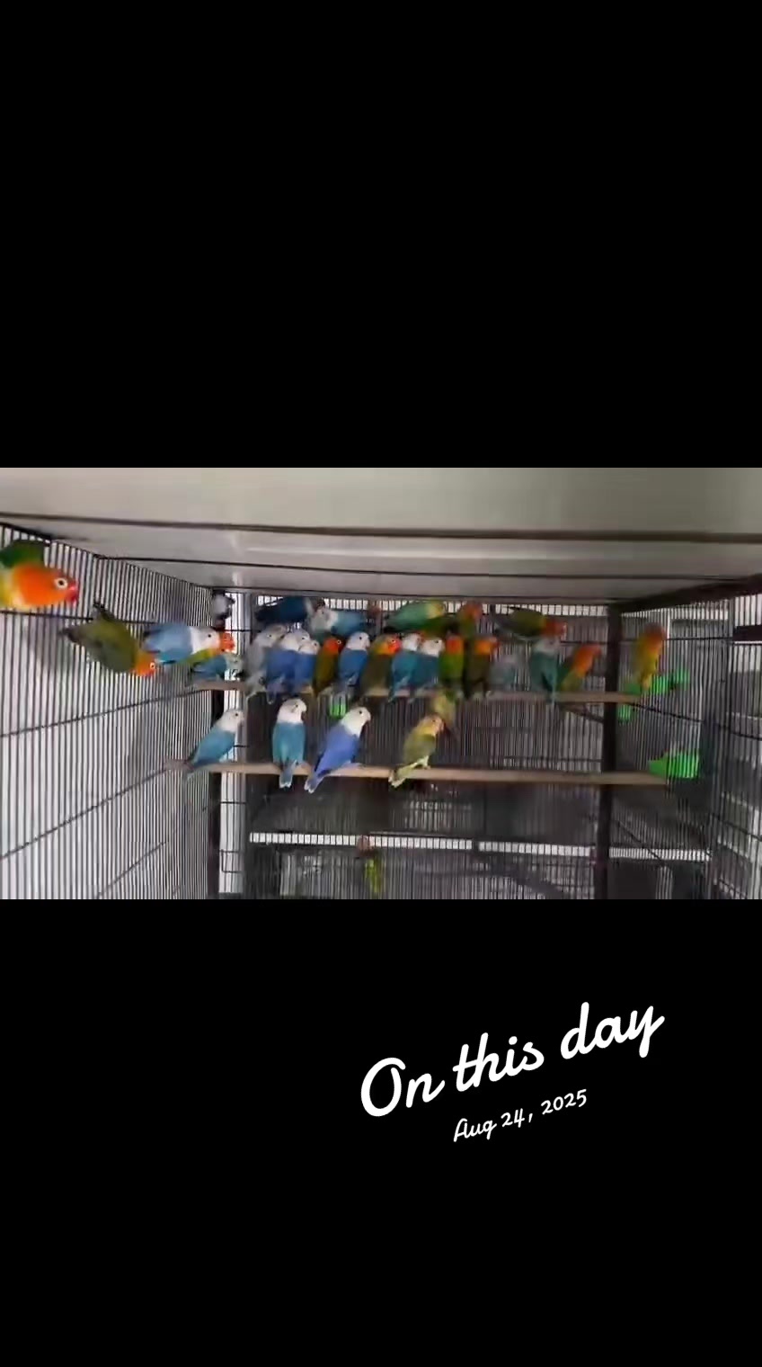 @ROYAL BIRD US