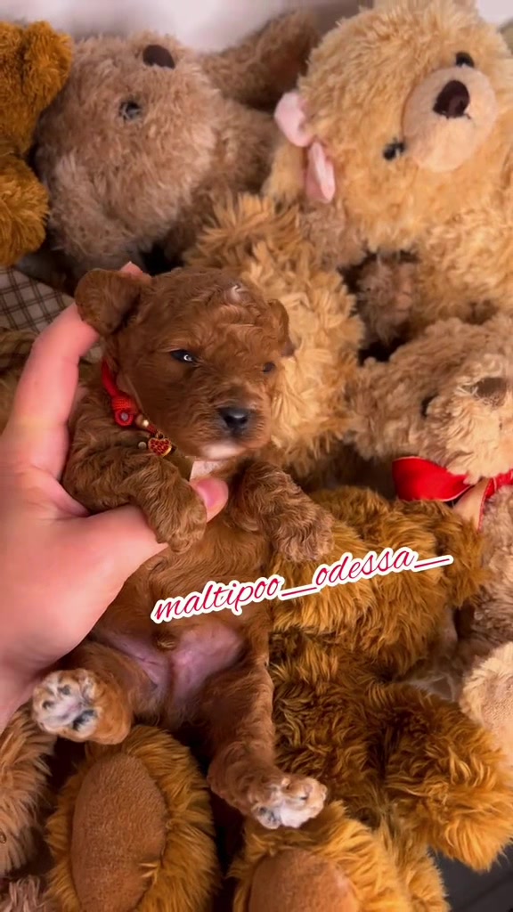@maltipoo_odessa_
