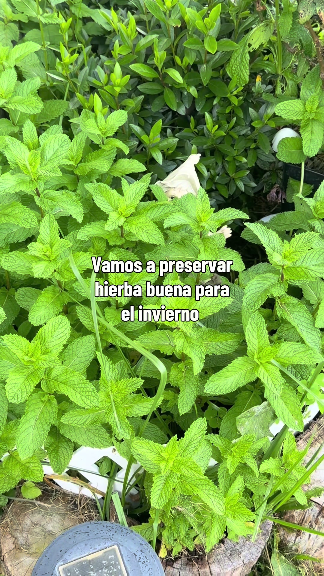 @🌹Jaharaneth Picado🌹