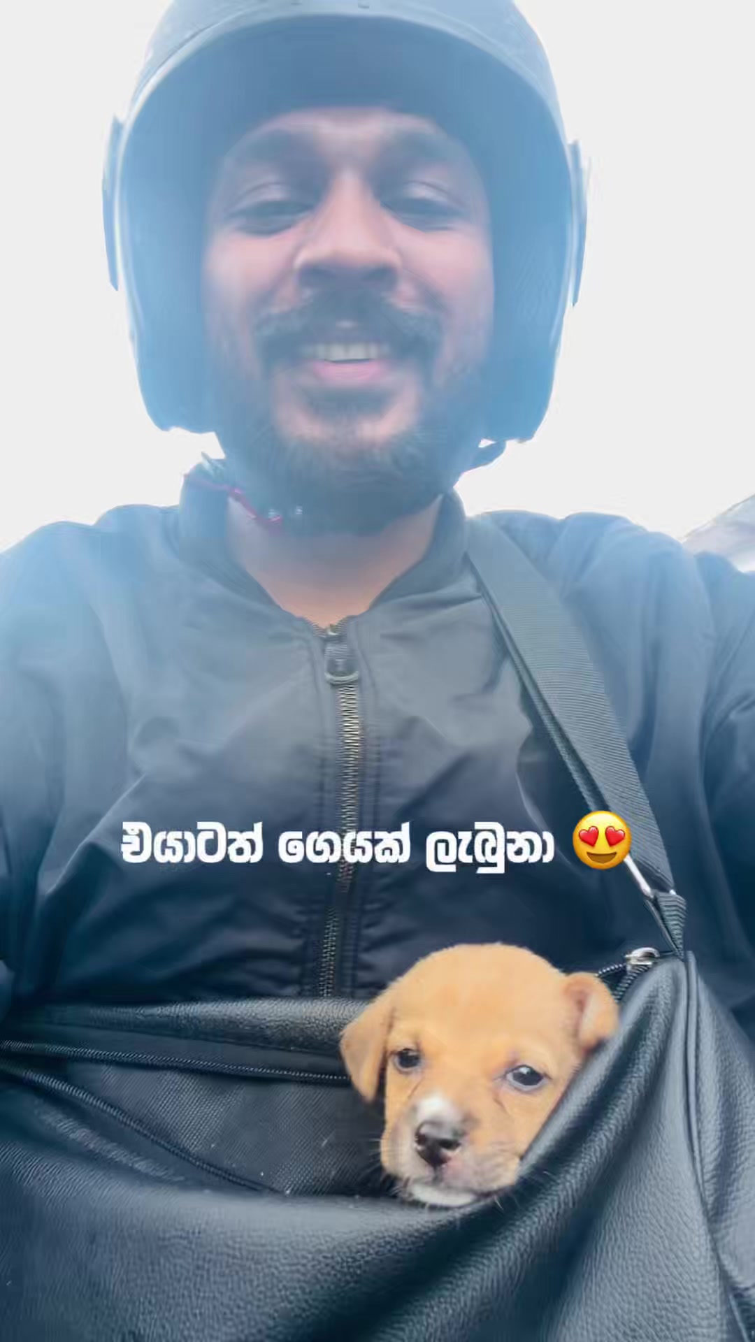 @DOG LOVERS
