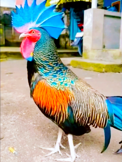 @A𝙞 𝙗𝙖𝙣𝙜𝙡𝙖