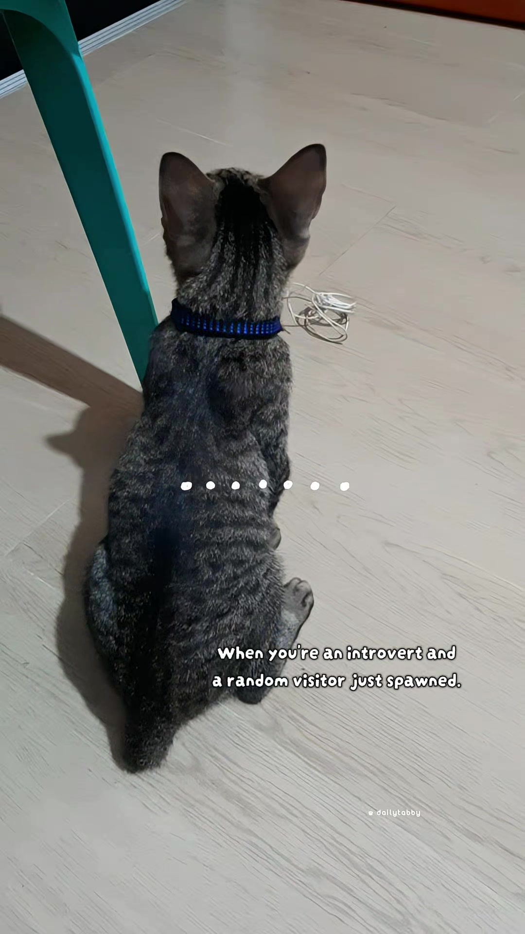 @nikka_mei | dailytabby
