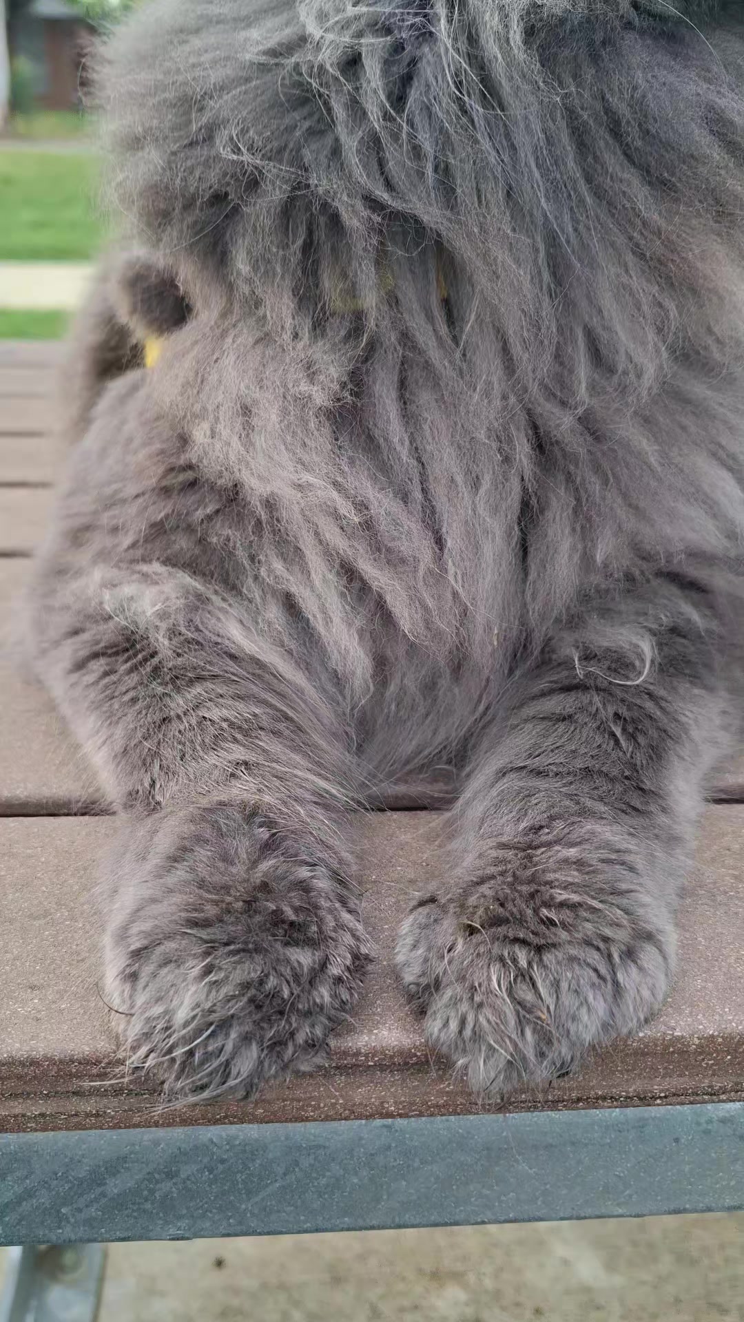 @Ragnar the Maine Coon 🐈