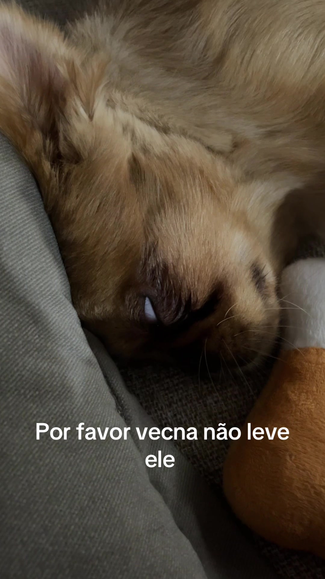 @Dayane Kempner