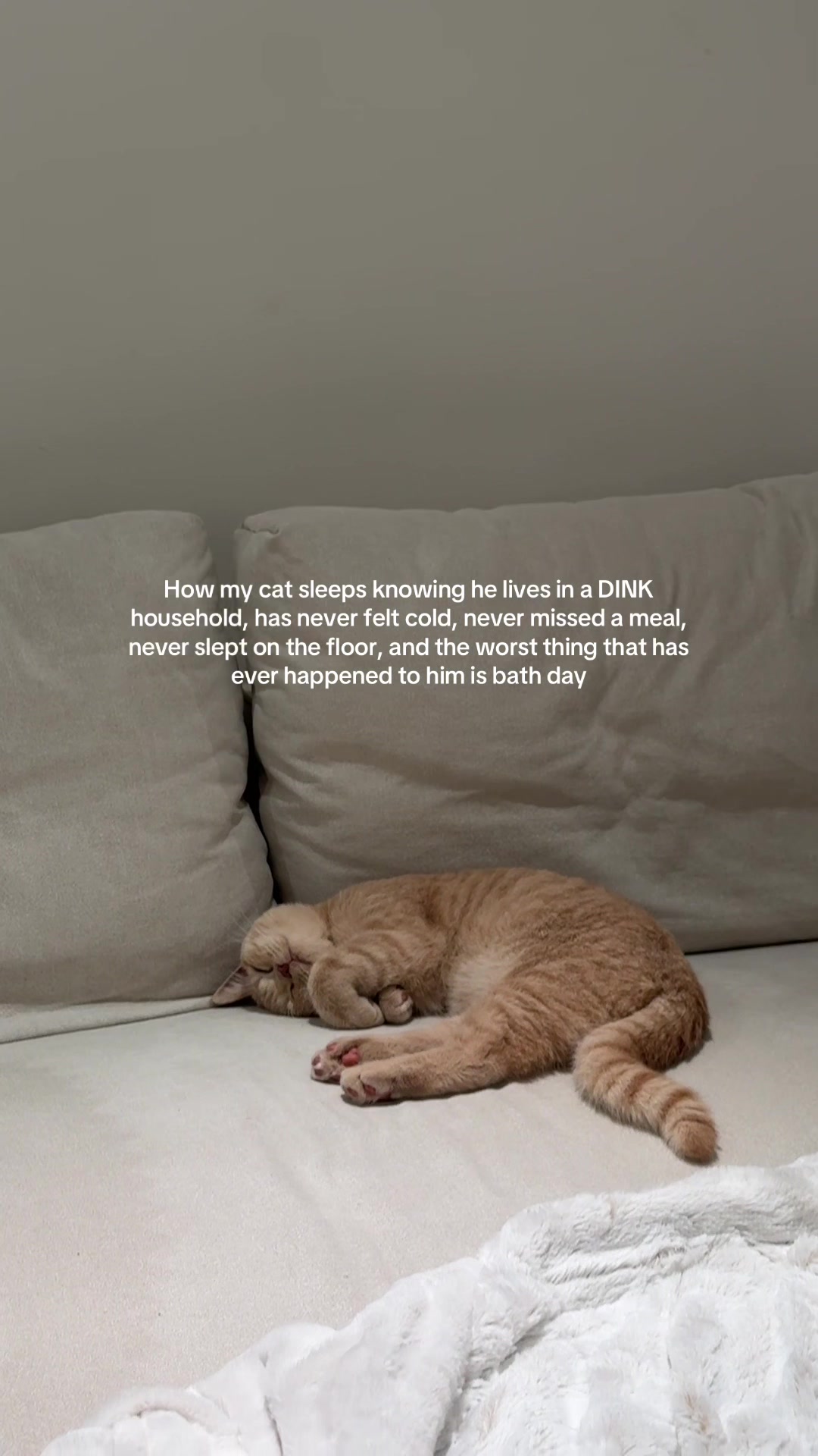 @Chuchu The British Shorthair