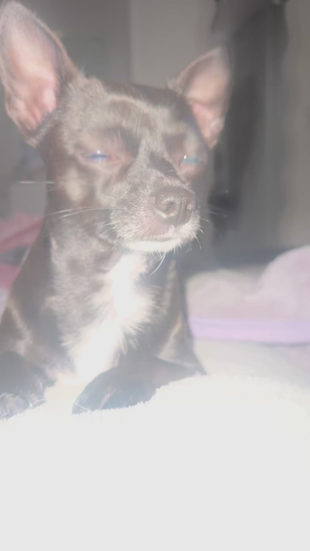 @Chihuahua family of love ๐