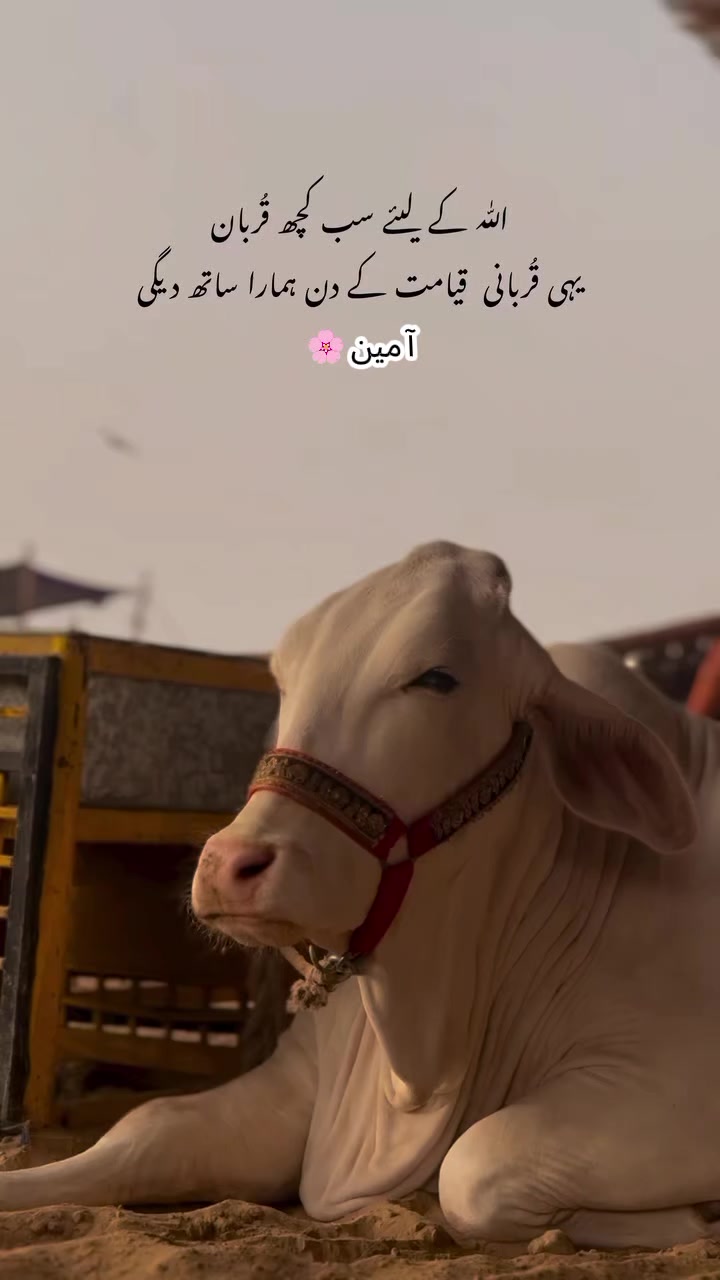 @𝙌𝙐𝙍𝙀𝙎𝙃𝙄🔥𝘾𝘼𝙏𝙏𝙇𝙀