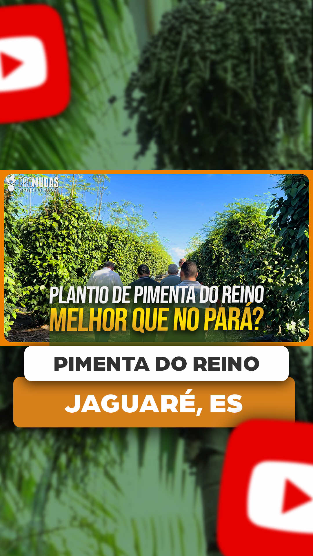 @ViveiroProMudas